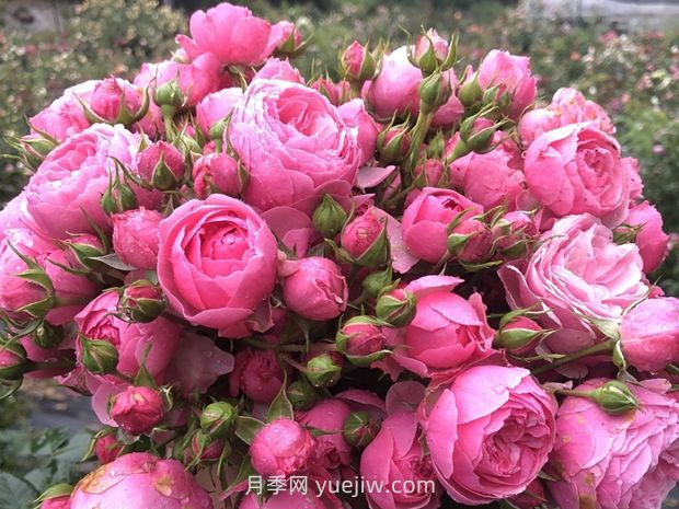 艾拉絨球月季的優(yōu)缺點(diǎn)是什么？(圖1)