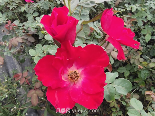 種植廣泛的紅帽月季有哪些優(yōu)缺點(diǎn)？(圖1)