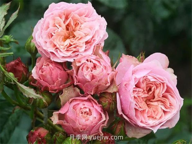 世霸月季的優(yōu)缺點(diǎn)是什么？(圖1)
