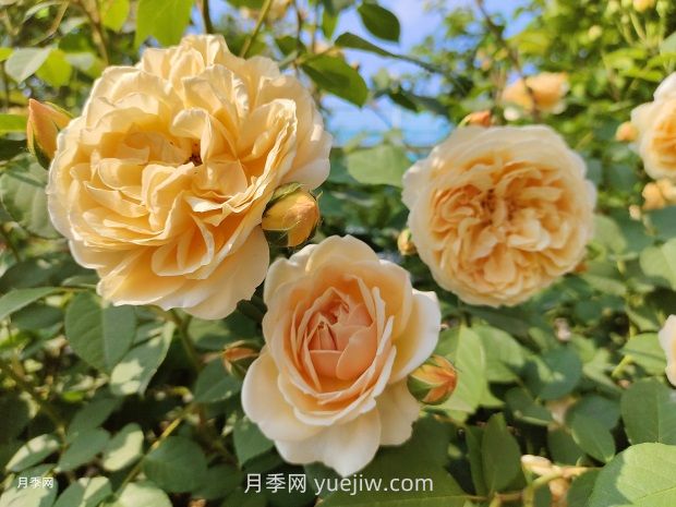 瑪格麗特王妃月季的優(yōu)缺點(diǎn)是什么？(圖1)
