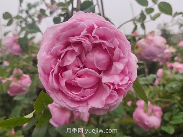 藤本月季自由精神的優(yōu)缺點(diǎn)全總結(圖1)