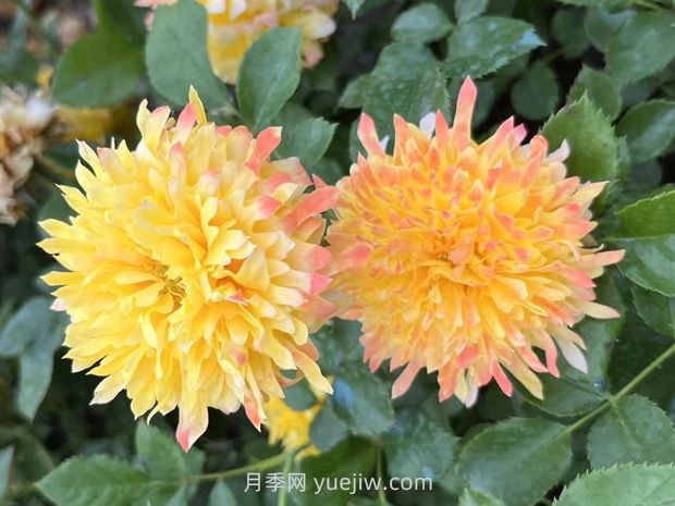 煙花波浪月季的優(yōu)缺點(diǎn)是什么？(圖1)