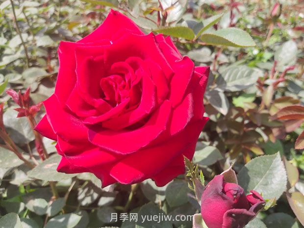 卡羅拉月季的優(yōu)缺點(diǎn)是什么？(圖1)