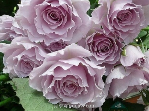 紫色白色的完美結合，蜻蜓月季有什么優(yōu)缺點(diǎn)？(圖1)