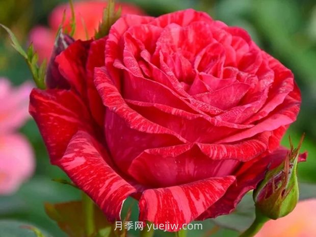 紅色直覺(jué)月季的優(yōu)缺點(diǎn)是什么？(圖1)