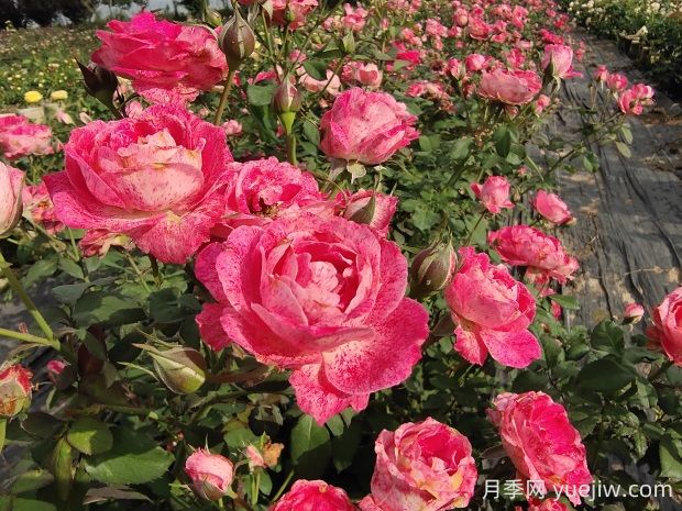 雪花肥牛月季有哪些優(yōu)缺點(diǎn)？(圖1)