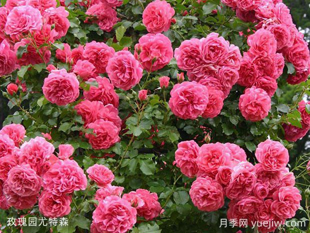 玫瑰園尤特森月季的優(yōu)缺點(diǎn)是什么？(圖1)