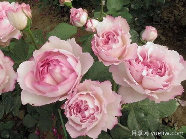 伊芙芳香催眠月季的優(yōu)缺點(diǎn)是什么？(圖1)