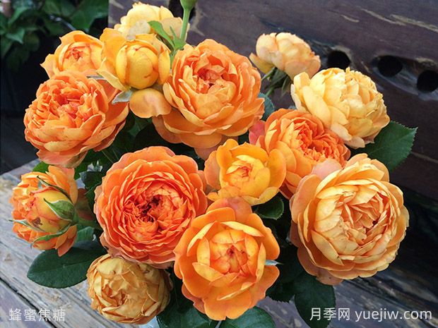 蜂蜜焦糖月季的優(yōu)缺點(diǎn)是什么？(圖1)