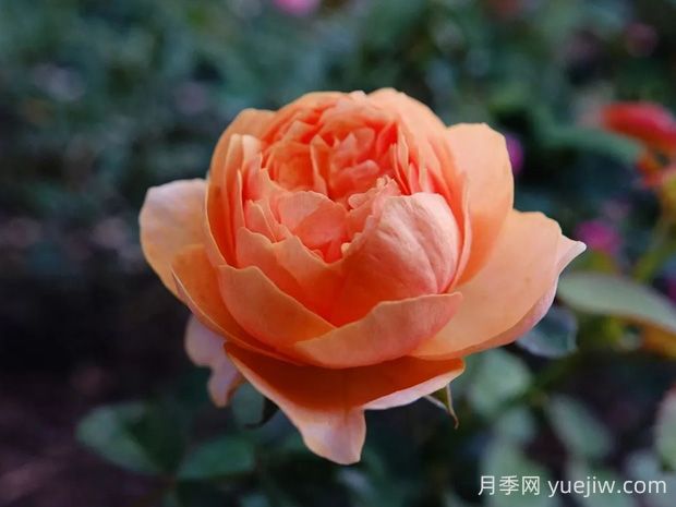 溫柔珊瑚心月季的優(yōu)缺點(diǎn)是什么？(圖1)