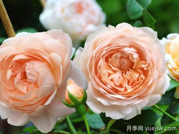 安布里奇月季的優(yōu)缺點(diǎn)是什么？(圖1)