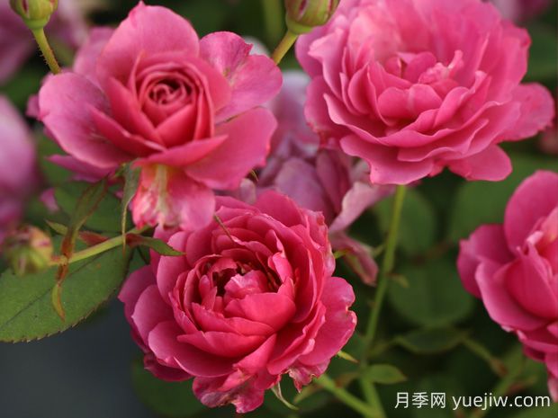葵月季的優(yōu)缺點(diǎn)是什么？(圖1)