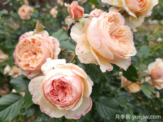 真宙月季的優(yōu)缺點(diǎn)是什么？(圖1)