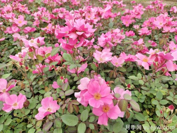 杏花村月季的優(yōu)缺點(diǎn)是什么？(圖1)