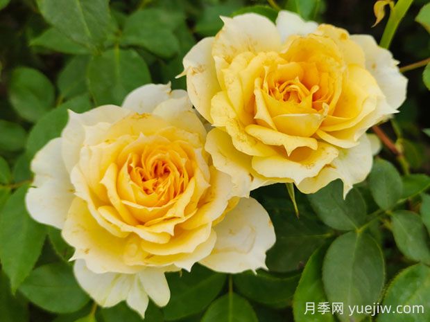 陽(yáng)光古董月季的優(yōu)缺點(diǎn)是什么？(圖1)