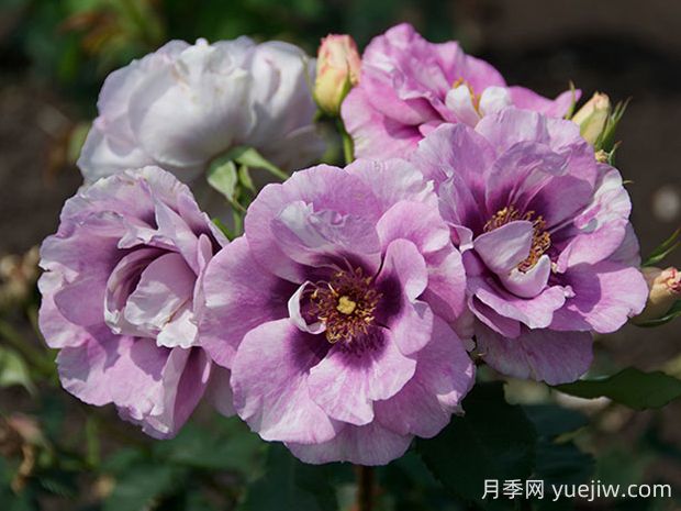 你的眼睛月季的優(yōu)缺點(diǎn)是什么？(圖1)