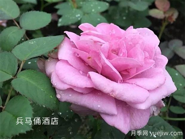 兵馬俑酒店月季的優(yōu)缺點(diǎn)是什么？(圖1)