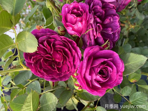 海潮之聲月季的優(yōu)缺點(diǎn)是什么？(圖1)