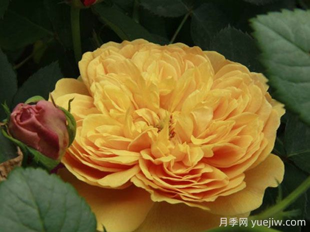 利亞圖圖月季的優(yōu)缺點(diǎn)是什么？(圖1)
