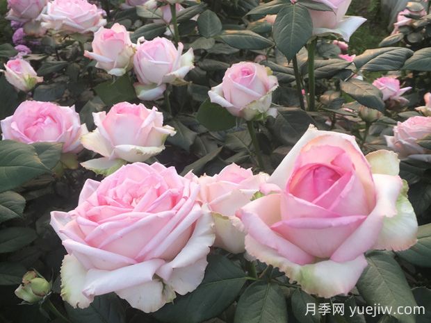 樂(lè )天派月季優(yōu)缺點(diǎn)有哪些？(圖1)
