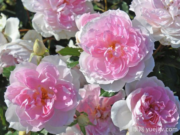 夏莉瑪月季的優(yōu)缺點(diǎn)是什么？(圖1)