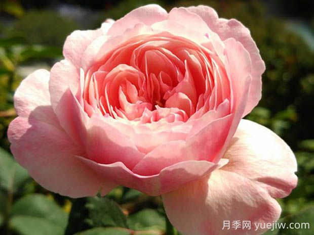 環(huán)月季的優(yōu)缺點(diǎn)是什么？(圖1)