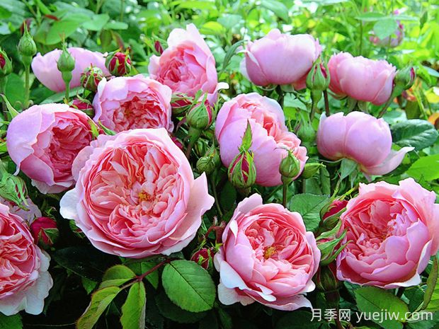 安尼克城堡月季的優(yōu)缺點(diǎn)是什么？(圖1)