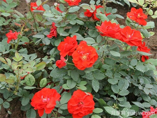橘紅潮月季的優(yōu)缺點(diǎn)是什么？(圖1)