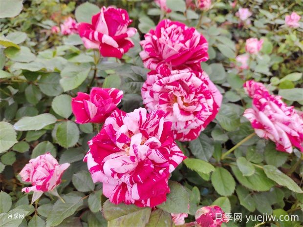 節日禮花月季的優(yōu)點(diǎn)有哪些？(圖1)