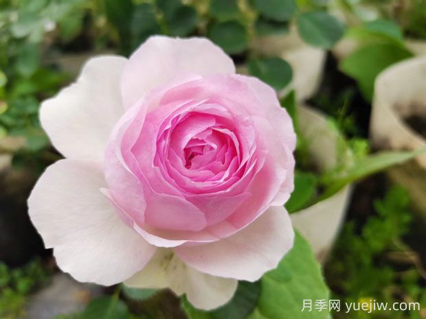 維薩里月季的優(yōu)缺點(diǎn)是什么？(圖1)