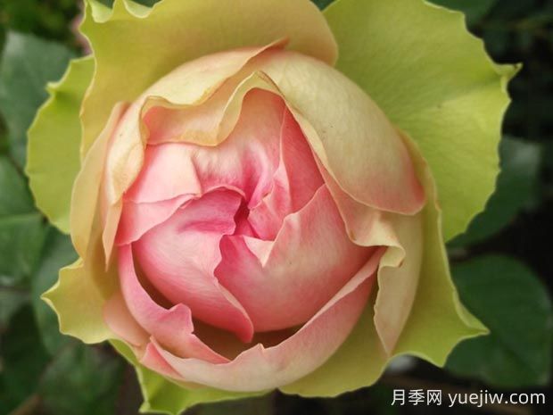 火龍果月季的優(yōu)缺點(diǎn)是什么？(圖1)