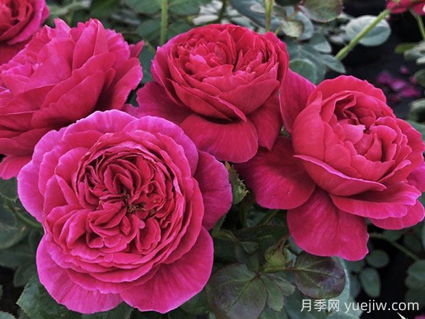 伊芙酒窖月季的優(yōu)缺點(diǎn)是什么？(圖1)