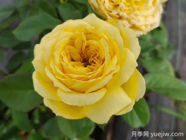 凱特琳娜月季的優(yōu)缺點(diǎn)是什么？(圖1)
