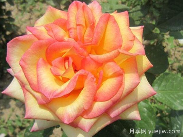 希臘之鄉月季的優(yōu)缺點(diǎn)是什么？(圖1)