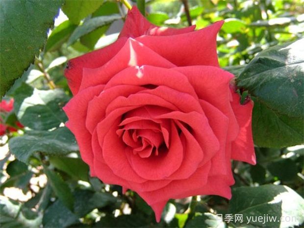 紅衣主教月季的優(yōu)缺點(diǎn)是什么？(圖1)