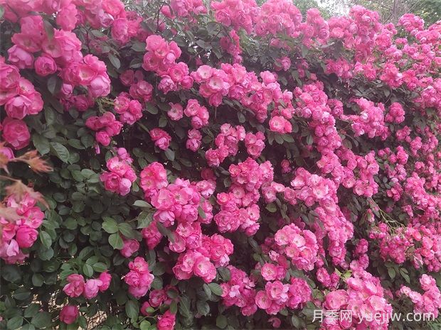 安吉拉月季的優(yōu)缺點(diǎn)是什么？(圖2)