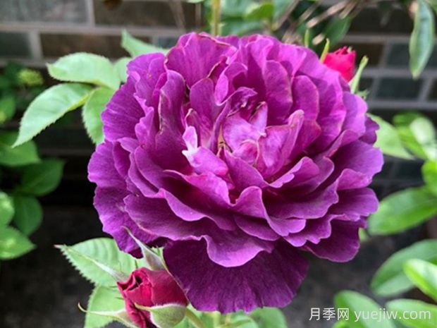 奧秘月季的優(yōu)缺點(diǎn)是什么？(圖1)