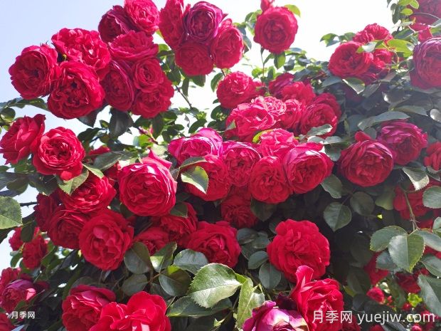 佛羅倫蒂娜月季的優(yōu)缺點(diǎn)是什么？(圖2)