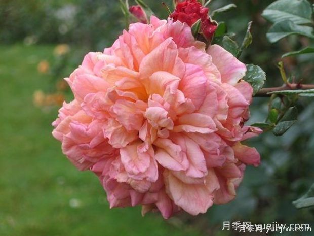 阿羅哈月季的優(yōu)缺點(diǎn)是什么？(圖1)