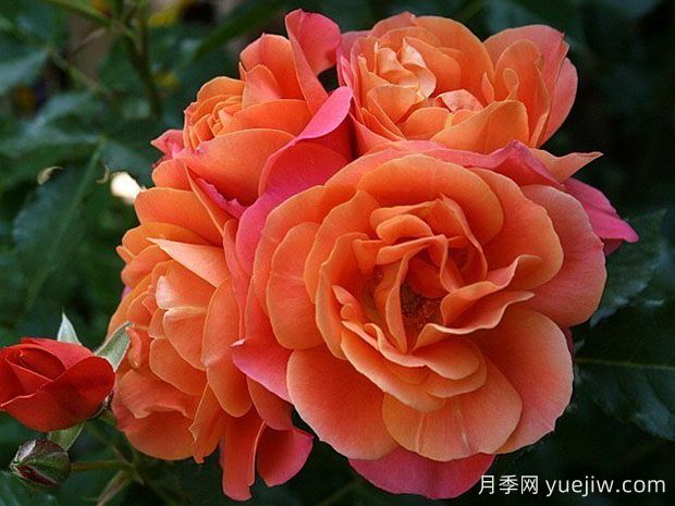 迪士尼樂(lè )園月季(圖1)