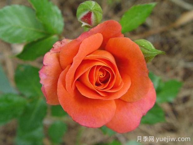 迪士尼樂(lè )園月季(圖2)