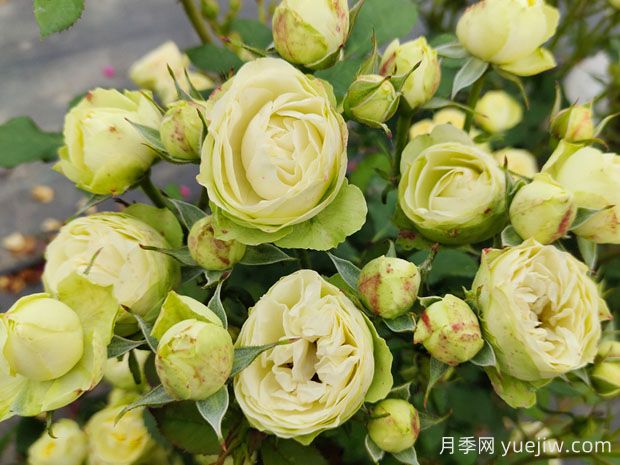 推薦10種美麗的綠色系月季，唯美清新，多款國月(圖8)