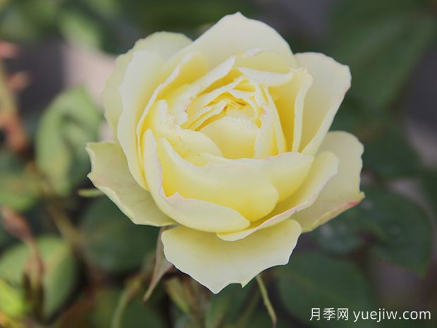 推薦6種綠色系月季品種，清新脫俗，難得一見(jiàn)(圖2)
