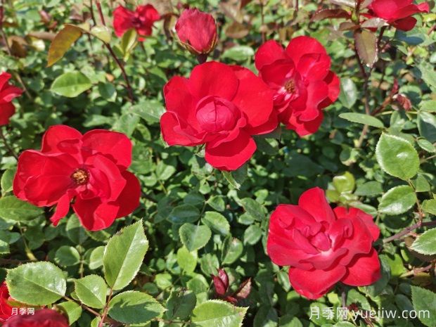 夏天養月季花害怕4種水，會(huì )把花澆死(圖1)
