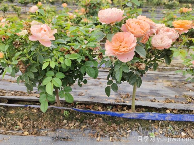 怎樣提高苗木成活率？ 花木嫁接注意事項(圖1)