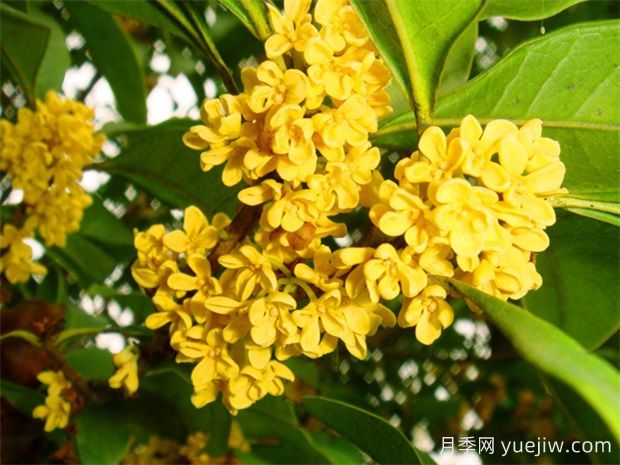 桂花有幾種顏色？(圖1)
