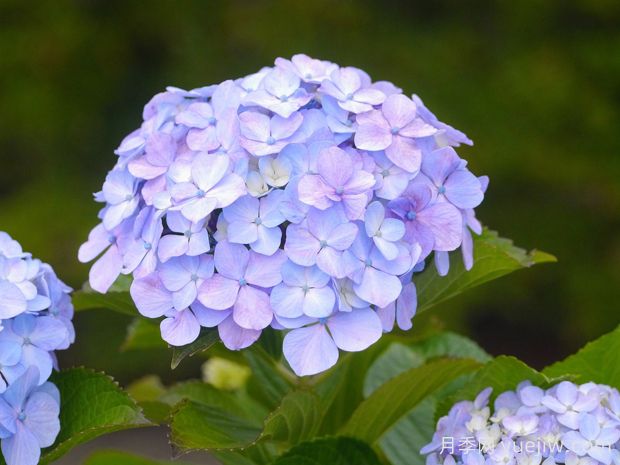繡球是木本還是草本？(圖1)