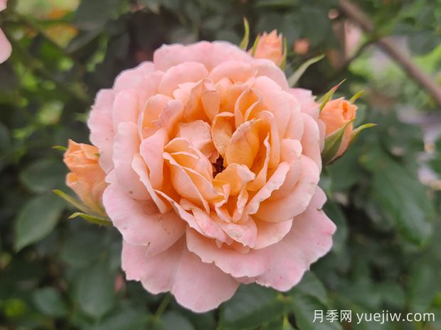 甜夢(mèng)月季養護全攻略，打造夢(mèng)幻花園(圖1)