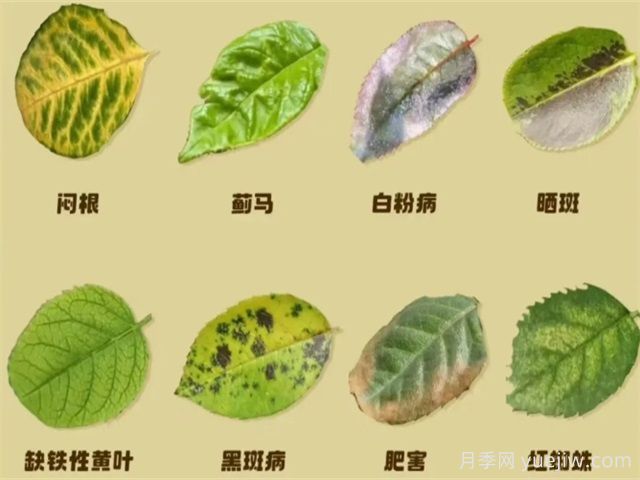 月季病蟲(chóng)害治理(圖1)