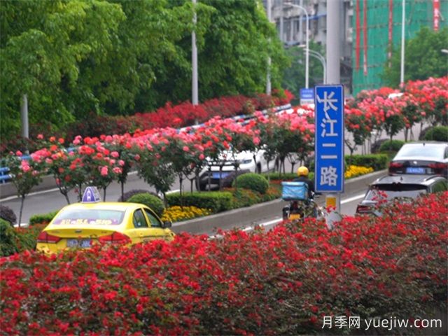 重慶月季應用和景觀(guān)圖集(圖1)